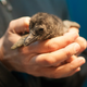 Illustration for article titled Hang Out With This Baby Penguin to Learn About His Endangered Species